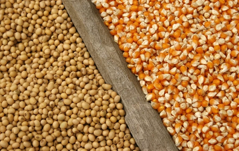 nasiona soi i kukurydzy